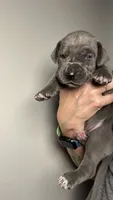 Magnolia, a female Great Dane for sale in Myakka City, FL – 5 of 7