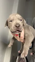 Poppy, a female Great Dane for sale in Myakka City, FL – 6 of 10