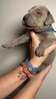 Birch, a male Great Dane for sale in Myakka City, FL – 10 of 10