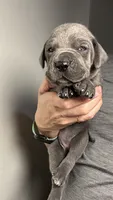 Hazel, a female Great Dane for sale in Myakka City, FL – 5 of 9