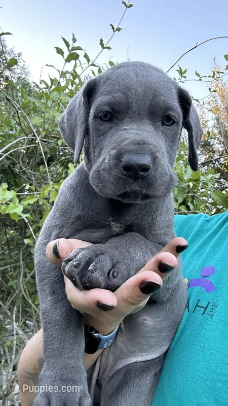 Hazel – Great Dane puppy for sale in Myakka City, FL