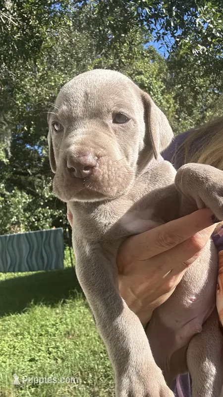 Redwood – Great Dane puppy for sale in Myakka City, FL
