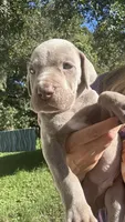 Redwood, a male Great Dane for sale in Myakka City, FL – 1 of 3