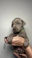 Ivy , a female Great Dane for sale in Myakka City, FL – 2 of 9
