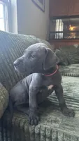 Zoe, a female Great Dane for sale in Myakka City, FL – 7 of 9