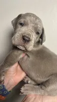 Olive, a female Great Dane for sale in Myakka City, FL – 7 of 10
