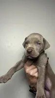Ivy , a female Great Dane for sale in Myakka City, FL – 7 of 9