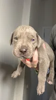 Poppy, a female Great Dane for sale in Myakka City, FL – 3 of 10