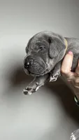 Magnolia, a female Great Dane for sale in Myakka City, FL – 4 of 7