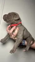 Poppy, a female Great Dane for sale in Myakka City, FL – 9 of 10