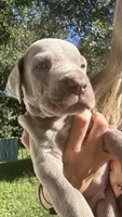 Redwood, a male Great Dane for sale in Myakka City, FL – 2 of 3