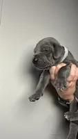 Hazel, a female Great Dane for sale in Myakka City, FL – 8 of 9