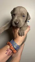 Birch, a male Great Dane for sale in Myakka City, FL – 4 of 10