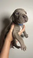 Birch, a male Great Dane for sale in Myakka City, FL – 2 of 10