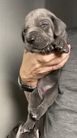 Hazel, a female Great Dane for sale in Myakka City, FL – 9 of 9
