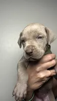 Ivy , a female Great Dane for sale in Myakka City, FL – 8 of 9