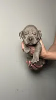 Cypress , a male Great Dane for sale in Myakka City, FL – 5 of 8