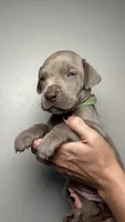 Ivy , a female Great Dane for sale in Myakka City, FL – 6 of 9