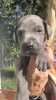 Oak, a male Great Dane for sale in Myakka City, FL – 2 of 3