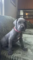 Zoe, a female Great Dane for sale in Myakka City, FL – 3 of 9