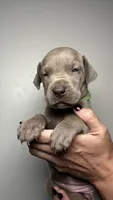 Ivy , a female Great Dane for sale in Myakka City, FL – 9 of 9