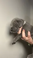 Hazel, a female Great Dane for sale in Myakka City, FL – 2 of 9