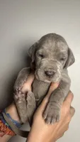Olive, a female Great Dane for sale in Myakka City, FL – 9 of 10