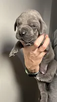 Hazel, a female Great Dane for sale in Myakka City, FL – 7 of 9