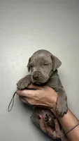 Ivy , a female Great Dane for sale in Myakka City, FL – 5 of 9