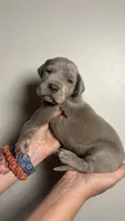 Olive, a female Great Dane for sale in Myakka City, FL – 10 of 10