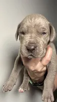 Poppy, a female Great Dane for sale in Myakka City, FL – 5 of 10