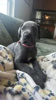 Zoe, a female Great Dane for sale in Myakka City, FL – 1 of 9