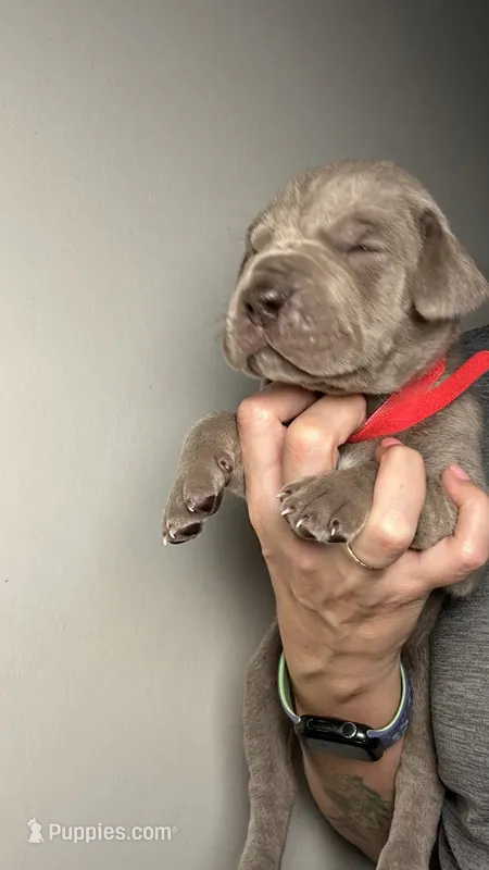 Poppy – Great Dane puppy for sale in Myakka City, FL