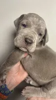 Olive, a female Great Dane for sale in Myakka City, FL – 2 of 10