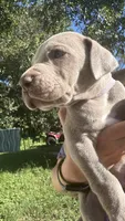 Redwood, a male Great Dane for sale in Myakka City, FL – 3 of 3
