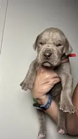 Poppy, a female Great Dane for sale in Myakka City, FL – 4 of 10