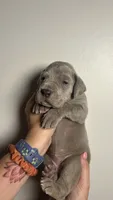 Olive, a female Great Dane for sale in Myakka City, FL – 5 of 10
