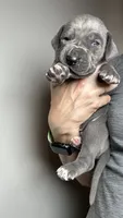 Magnolia, a female Great Dane for sale in Myakka City, FL – 2 of 7