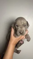Birch, a male Great Dane for sale in Myakka City, FL – 9 of 10