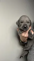 Hazel, a female Great Dane for sale in Myakka City, FL – 3 of 9