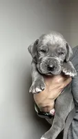 Magnolia, a female Great Dane for sale in Myakka City, FL – 1 of 7