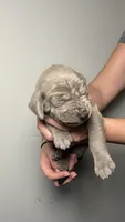 Cypress , a male Great Dane for sale in Myakka City, FL – 7 of 8