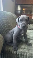 Zoe, a female Great Dane for sale in Myakka City, FL – 9 of 9