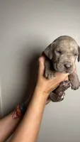 Birch, a male Great Dane for sale in Myakka City, FL – 8 of 10