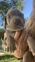 Spruce , a male Great Dane for sale in Myakka City, FL – 2 of 2
