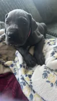 Zoe, a female Great Dane for sale in Myakka City, FL – 2 of 9
