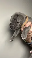 Magnolia, a female Great Dane for sale in Myakka City, FL – 3 of 7