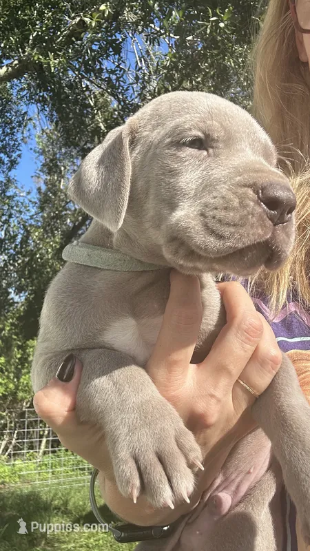 Spruce  – Great Dane puppy for sale in Myakka City, FL