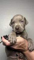 Ivy , a female Great Dane for sale in Myakka City, FL – 4 of 9