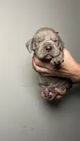 Cypress , a male Great Dane for sale in Myakka City, FL – 2 of 8